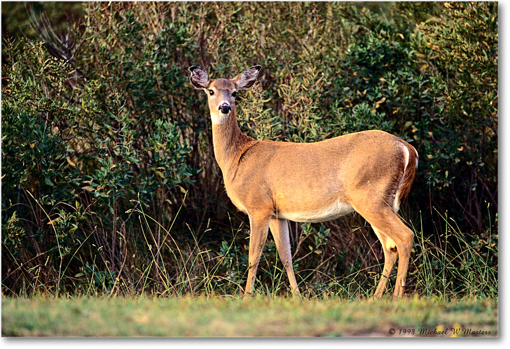 Deer_ChincoNWR_1998Jun_F14 copy