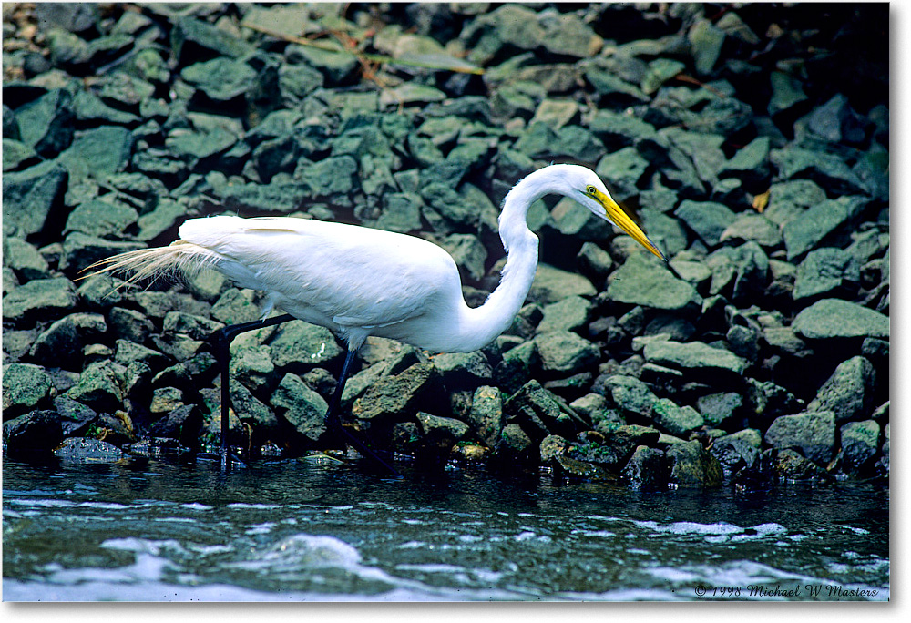 GreatEgret_ChincoNWR-EArocks_1998Jun_K33 copy