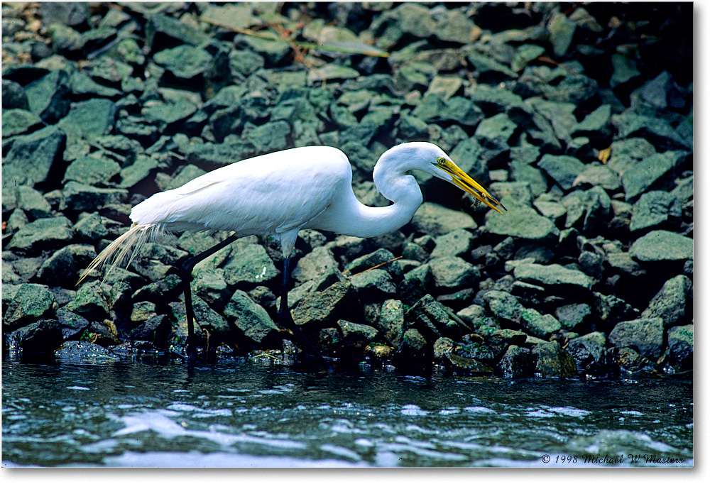 GreatEgret_ChincoNWR-EArocks_1998Jun_K34 copy