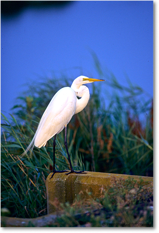 GreatEgret_ChincoNWR-WLL_1998Jun_F19 copy