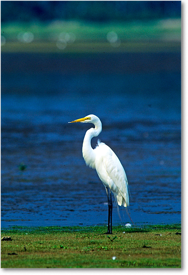 GreatEgret_ChincoNWR-WLL_1998Jun_K17 copy
