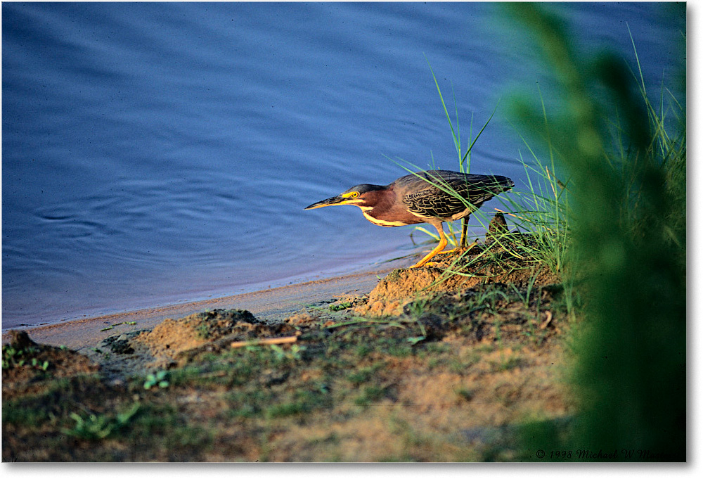 GreenHeron_ChincoNWR_1998Jun_E13 copy