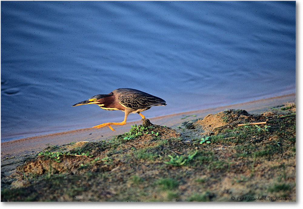 GreenHeron_ChincoNWR_1998Jun_E28 copy