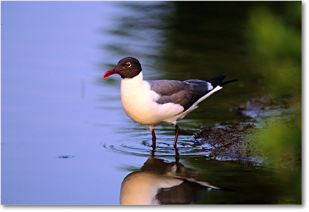 LaughingGull_ChincoNWR_1998Jun_E32 copy