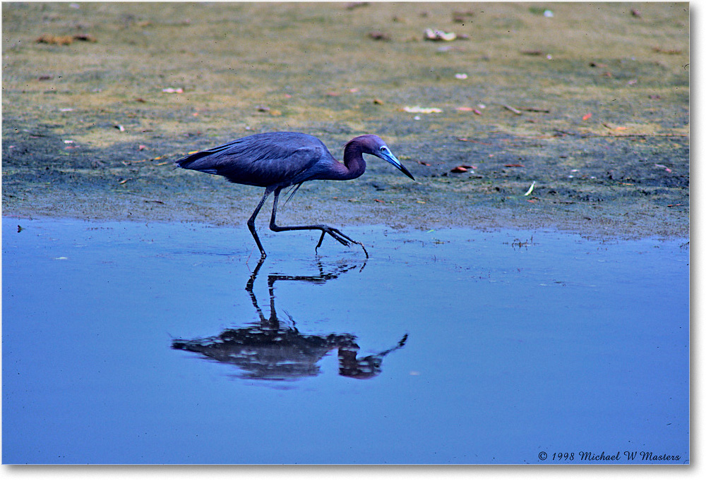 LittleBlueHeron_ChincoNWR_1998Jun_F25 copy