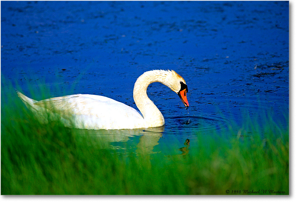 MuteSwan_ChincoNWR_1998Jun_V25 copy