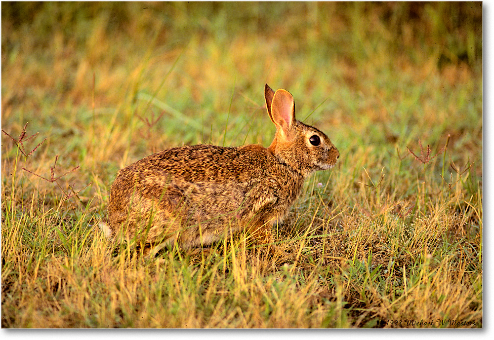 Rabbit_ChincoNWR_1998Jun_F11 copy