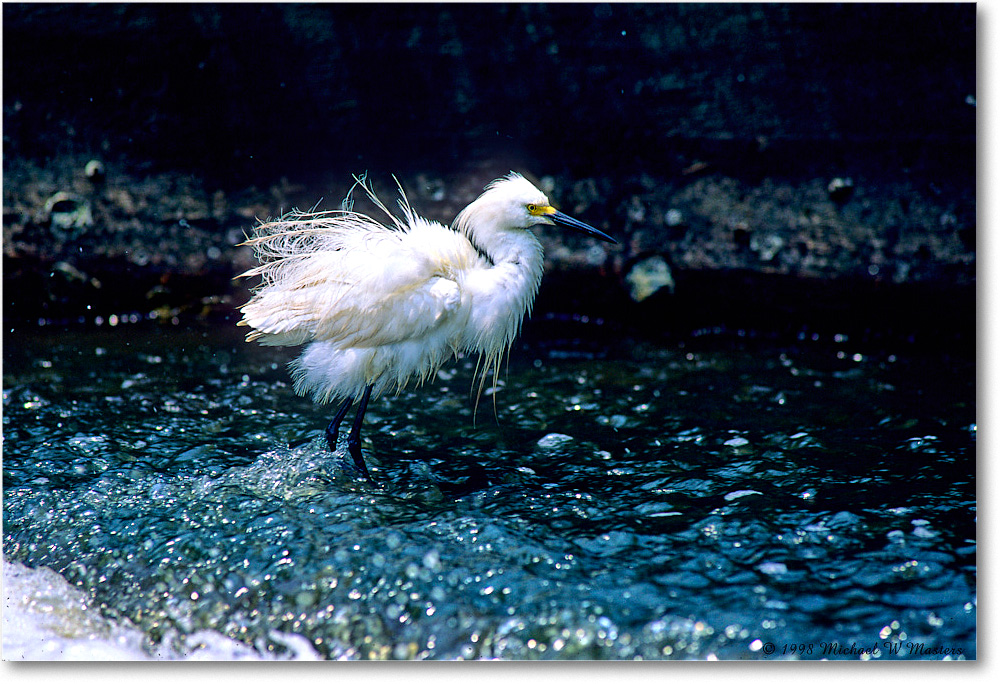 SnowyFishing_ChincoNWR-EA_1998Jun_K26 copy