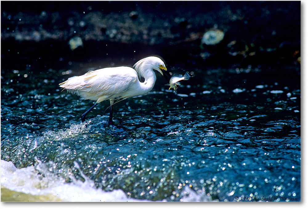 SnowyFishing_ChincoNWR-EA_1998Jun_K29 copy