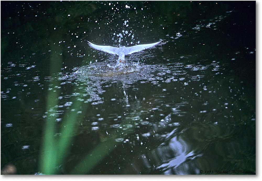 TernSplash_ChincoNWR_1998Jun_F16 copy
