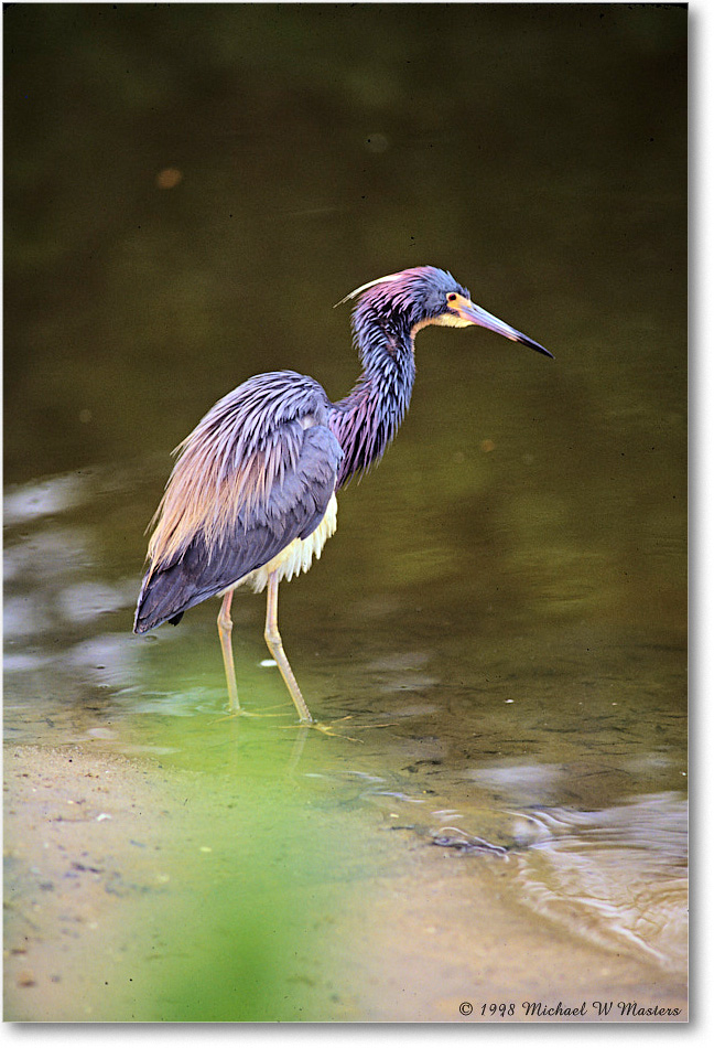 TricolorHeron_ChincoNWR_1998Jun_F06 copy