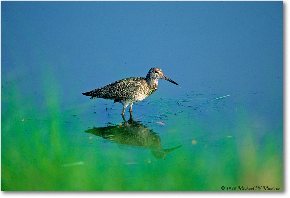 Willet_ChincoNWR_1998Jun_K05 copy