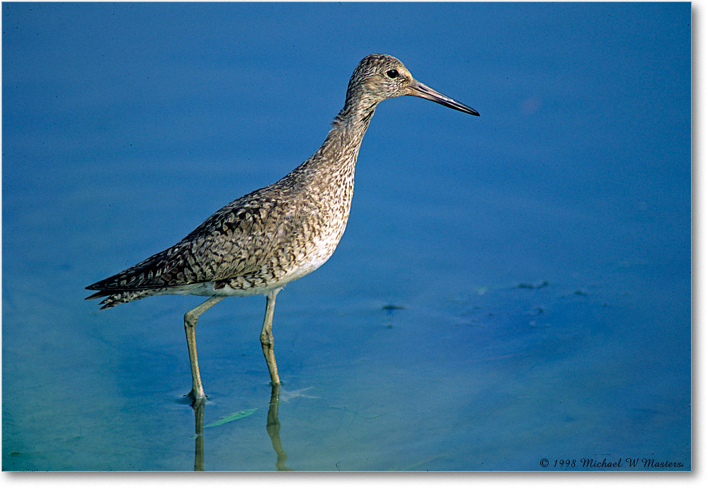 Willet_ChincoNWR_1998Jun_K13 copy