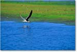 BlackNeckSkimmer_ChincoNWR-WLL_1998Jun_E15 copy