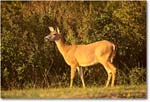 Deer_ChincoNWR_1998Jun_F08 copy