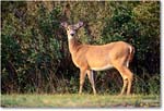Deer_ChincoNWR_1998Jun_F14 copy