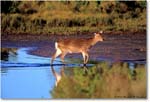 Deer_ChincoNWR_1998Jun_x07 copy