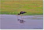 GlossyIbis_ChincoNWR_1998Jun_F17 copy