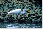 GreatEgret_ChincoNWR-EArocks_1998Jun_K34 copy