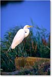 GreatEgret_ChincoNWR-WLL_1998Jun_F19 copy