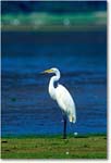 GreatEgret_ChincoNWR-WLL_1998Jun_K17 copy