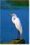 GreatEgret_ChincoNWR-WLL_1998Jun_K35 copy