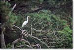 GreatEgret_ChincoNWR_1998Jun_E13 copy