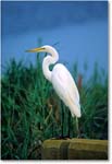 GreatEgret_ChincoNWR_1998Jun_E27 copy