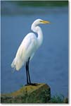 GreatEgret_ChincoNWR_1998Jun_K05 copy