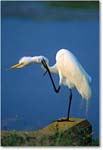 GreatEgret_ChincoNWR_1998Jun_K29 copy