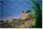 GreenHeron_ChincoNWR_1998Jun_E13 copy