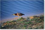 GreenHeron_ChincoNWR_1998Jun_E28 copy