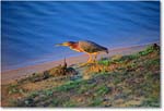 GreenHeron_ChincoNWR_1998Jun_E33 copy