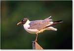 LaughingGull_ChincoNWR_1998Jun_E06 copy