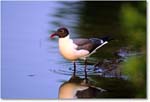 LaughingGull_ChincoNWR_1998Jun_E32 copy