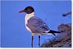 LaughingGull_ChincoNWR_1998Jun_F10 copy