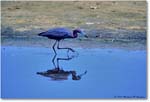 LittleBlueHeron_ChincoNWR_1998Jun_F25 copy