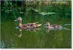Mallard&Duckling_ChincoNWR_1998Jun_K15 copy