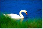 MuteSwan_ChincoNWR_1998Jun_V25 copy