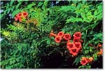 OrangeFlowers_ChincoNWR_1998Jun_K21 copy