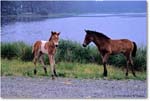 Pony&Foal_ChincoNWR_1998Jun_F14 copy