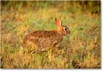 Rabbit_ChincoNWR_1998Jun_F11 copy