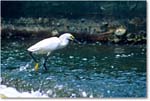 SnowyFishing_ChincoNWR-EA_1998Jun_K03 copy