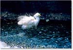 SnowyFishing_ChincoNWR-EA_1998Jun_K26 copy