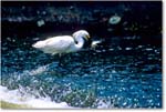 SnowyFishing_ChincoNWR-EA_1998Jun_K29 copy