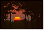 SunsetAssateagueOverlook_ChincoNWR_1998Jun_F03 copy