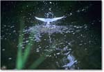 TernSplash_ChincoNWR_1998Jun_F16 copy