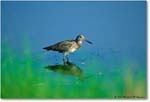 Willet_ChincoNWR_1998Jun_K05 copy