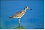 Willet_ChincoNWR_1998Jun_K17 copy
