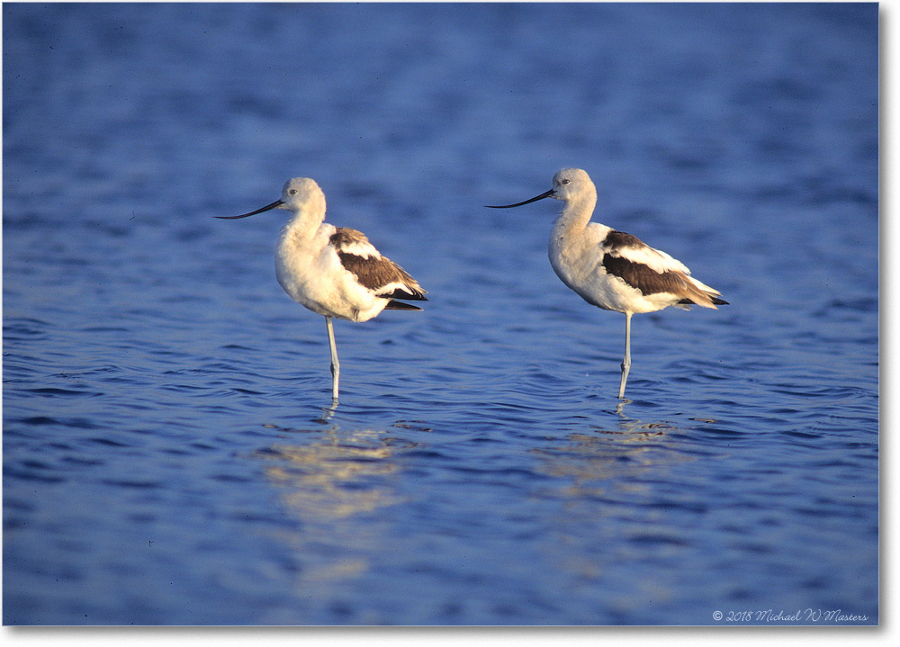 Avocets_ChincoNWR_1998Oct_Fuji_04 copy